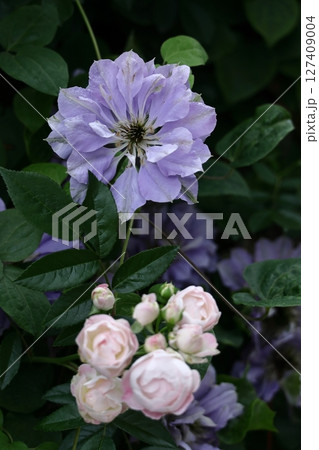 つる植物の女王 127409004