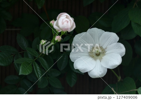 つる植物の女王 127409006