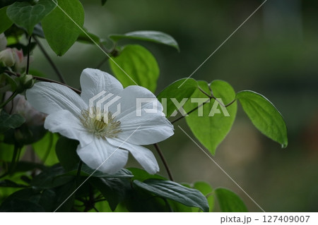 つる植物の女王 127409007
