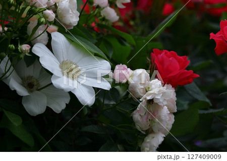 つる植物の女王 127409009