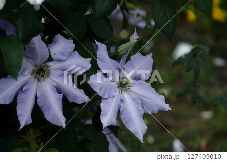つる植物の女王 127409010