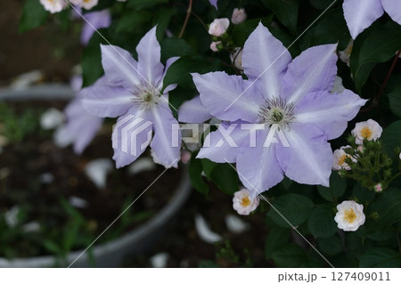 つる植物の女王 つる植物の女王 127409011