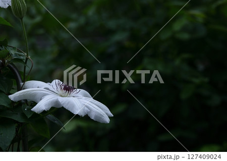 つる植物の女王 127409024