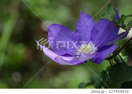 つる植物の女王 127409030