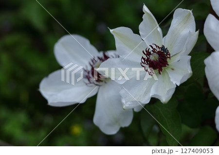 つる植物の女王 127409053