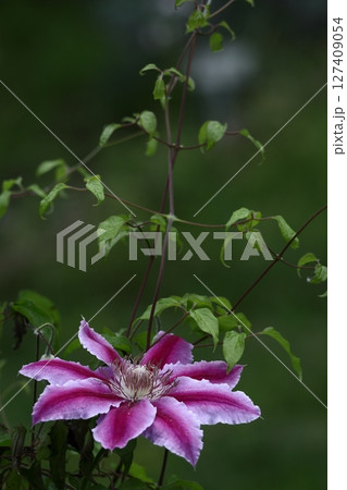 つる植物の女王 127409054