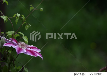 つる植物の女王 127409056