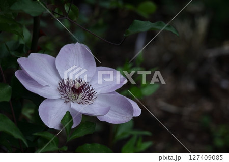 つる植物の女王 127409085