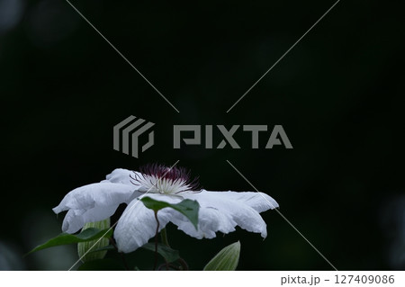 つる植物の女王 127409086