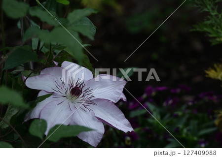 つる植物の女王 つる植物の女王 127409088