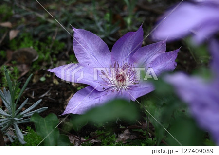 つる植物の女王 つる植物の女王 127409089