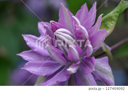 つる植物の女王 つる植物の女王 127409092