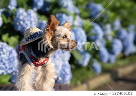 紫陽花と笑うヨークシャテリア 127409102