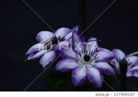 つる植物の女王 127409107