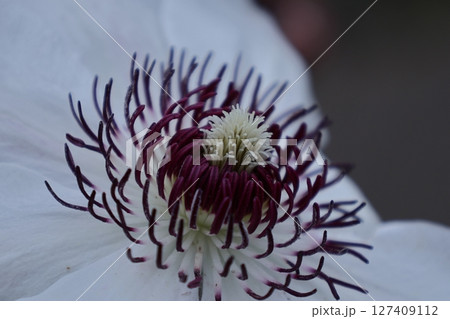 つる植物の女王 つる植物の女王 127409112