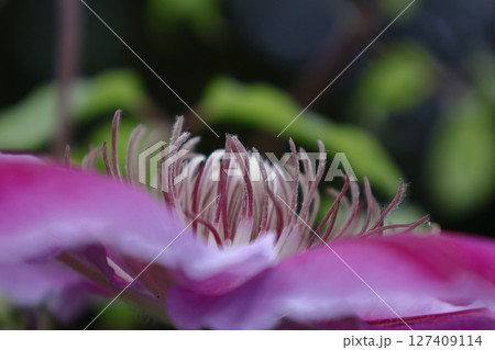 つる植物の女王 127409114