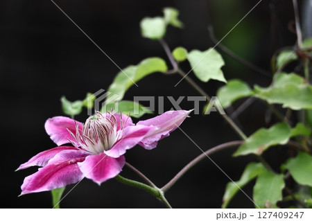 つる植物の女王 127409247
