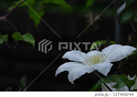 つる植物の女王 127409249