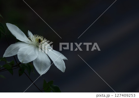 つる植物の女王 127409253
