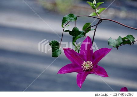 つる植物の女王 127409286