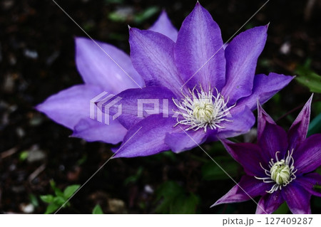 つる植物の女王 127409287