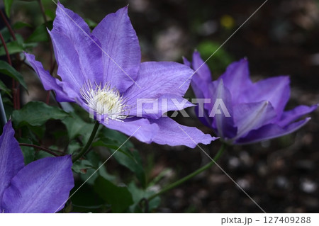 つる植物の女王 127409288