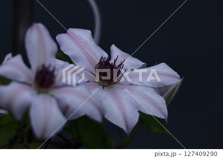 つる植物の女王 つる植物の女王 127409290