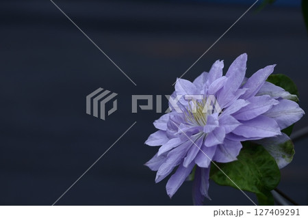 つる植物の女王 127409291