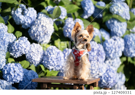 紫陽花と笑うヨークシャテリア 紫陽花と笑うヨークシャテリア 127409331