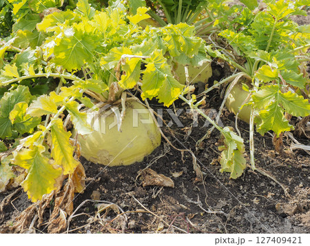 野性味の強い大根 127409421