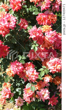 日差しを浴びて咲き誇るツル・ローズテディベア　縦 127409471