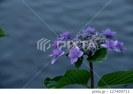 雨に濡れて咲く 雨に濡れて咲く 127409711