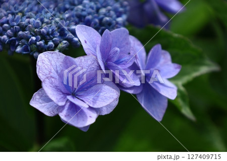 雨に濡れて咲く 雨に濡れて咲く 127409715
