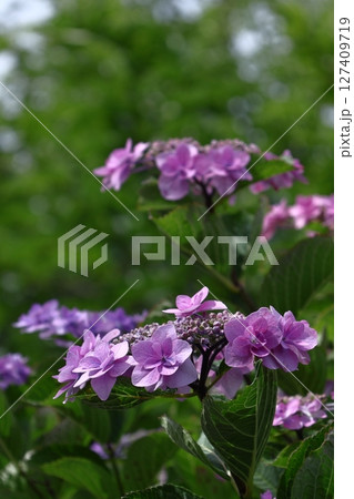 雨に濡れて咲く 雨に濡れて咲く 127409719