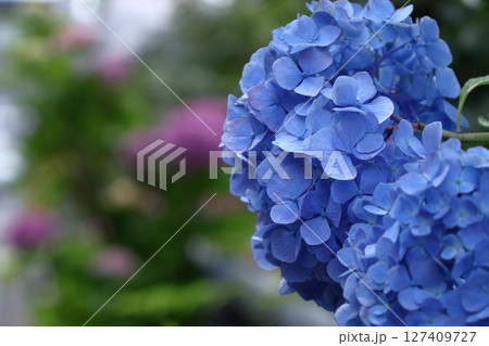 雨に濡れて咲く 127409727