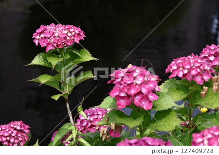 雨に濡れて咲く 雨に濡れて咲く 127409728