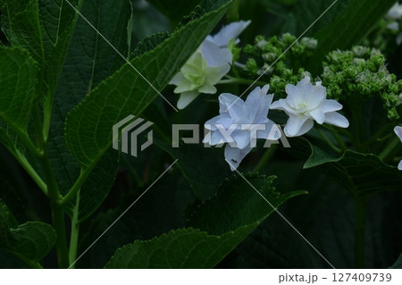 雨に濡れて咲く 雨に濡れて咲く 127409739