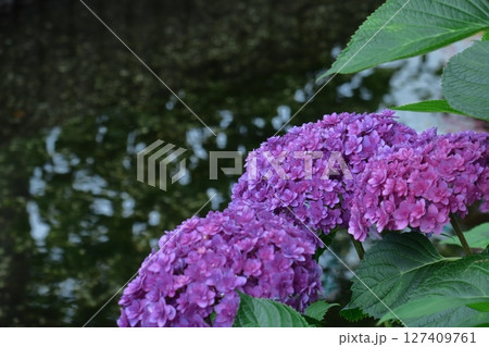 雨に濡れて咲く 127409761