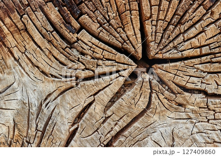 Tree trunk texture Tree trunk texture 127409860
