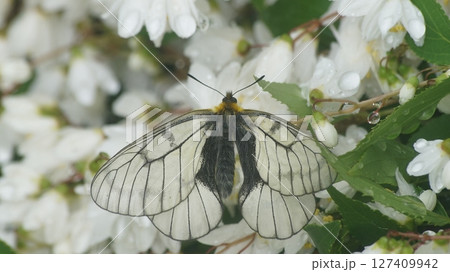 ヒメウツギの蜜を吸うウスバシロチョウ 127409942