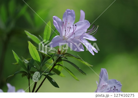 咲き誇る情熱の花 咲き誇る情熱の花 127410275