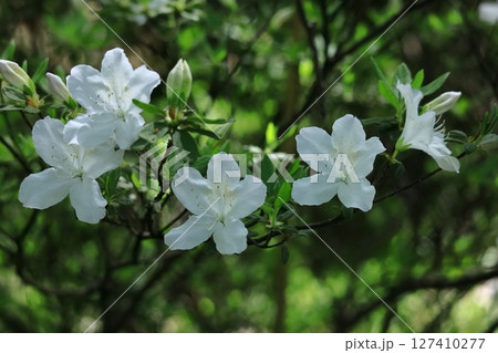 咲き誇る情熱の花 127410277