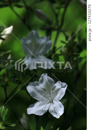 咲き誇る情熱の花 咲き誇る情熱の花 127410278