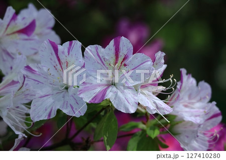 咲き誇る情熱の花 127410280