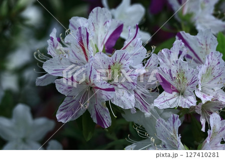 咲き誇る情熱の花 咲き誇る情熱の花 127410281