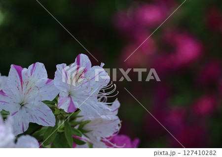 咲き誇る情熱の花 127410282