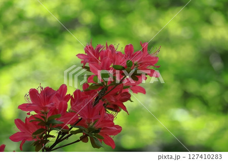 咲き誇る情熱の花 127410283