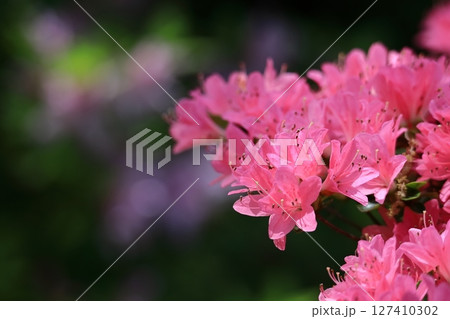 咲き誇る情熱の花 127410302