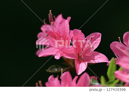 咲き誇る情熱の花 127410306