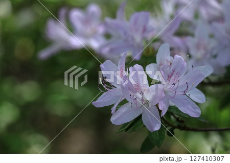 咲き誇る情熱の花 咲き誇る情熱の花 127410307